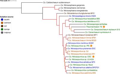 Genomic Insights Into the Lifestyles of Thaumarchaeota Inside Sponges